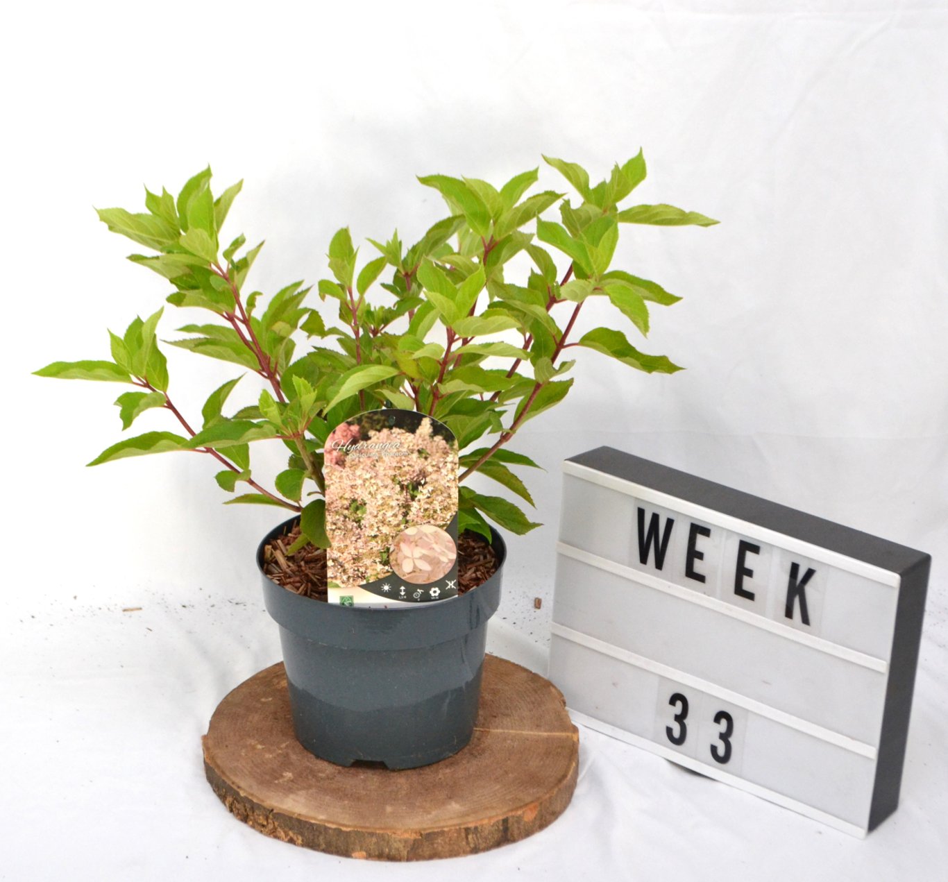 Hydrangea pan. 'Phantom' - C3 20-40 CM